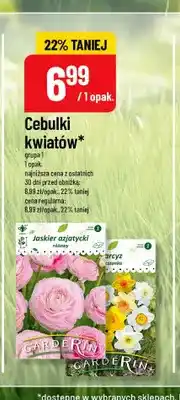Polomarket Cebulki kwiatów Jaskier azjatycki różowy Carderin oferta
