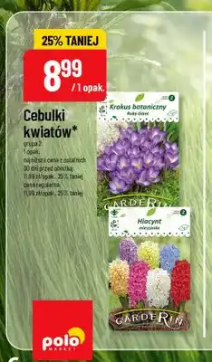 Polomarket Cebulki kwiatów Krokus botaniczny Ruby Giant Carderin oferta