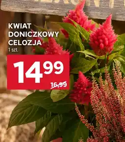 Stokrotka Market Kwiat oferta