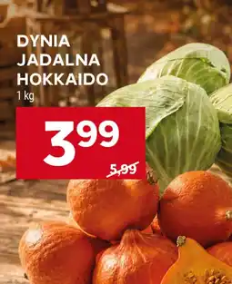 Stokrotka Dynia oferta