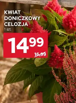Stokrotka Kwiat oferta