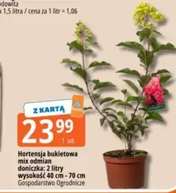 E.Leclerc Hortensja bukietowa oferta