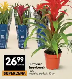 Delikatesy Centrum Guzmania Surprise mix oferta