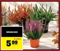 Gram Market Wrzos mix oferta