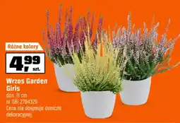 OBI Wrzos Garden Girls oferta