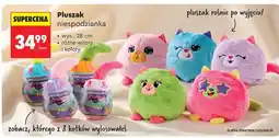 Biedronka Pluszak niespodzianka oferta