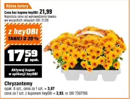OBI Chryzantemy oferta