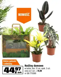 OBI Rośliny domowe oferta