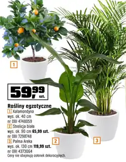 OBI Rośliny egzotyczne oferta