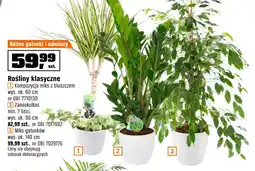 OBI Rośliny klasyczne oferta