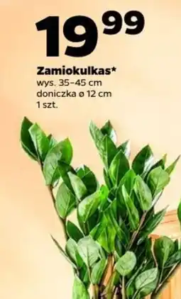 Netto Zamiokulkas* oferta
