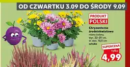 Kaufland Chryzantema średniokwiatowa oferta
