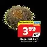 Delfin Słonecznik oferta