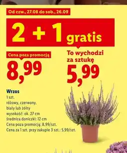 Lidl Wrzos różowy oferta