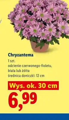 Lidl Chryzantema odcienie czerwonego-fioletu oferta