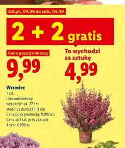 Lidl Wrzosiec różowofioletowy wys. ok. 27 cm śr. doniczki 11 oferta
