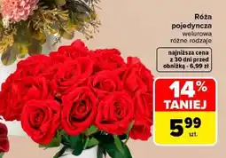 Carrefour Róża pojedyncza oferta