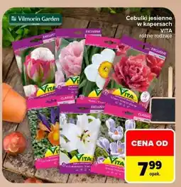 Carrefour Cebulki jesienne w kapersach VITA oferta
