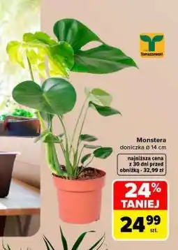 Carrefour Monstera oferta