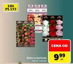 Carrefour Róża w kartonie oferta