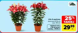 Carrefour Lilia 4-pędowa oferta