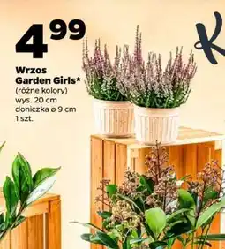 Netto Wrzos Garden Girls oferta
