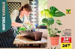 Carrefour Monstera Tomaszewski oferta