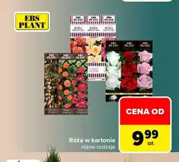 Carrefour Róża w kartonie Ebs Plant oferta