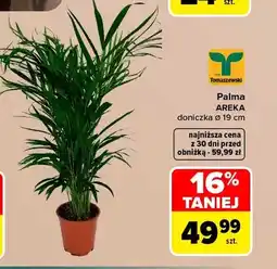 Carrefour Palma areka Tomaszewski oferta