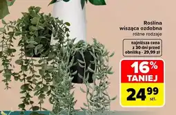 Carrefour Roślina wisząca ozdobna oferta