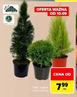 Carrefour Tuja Gasa Group oferta