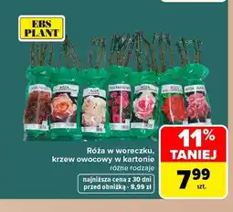 Carrefour Róża w woreczku Ebs Plant oferta