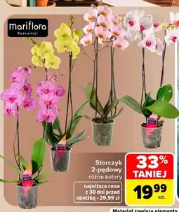 Carrefour Storczyk 2-pędowy Mariflora oferta