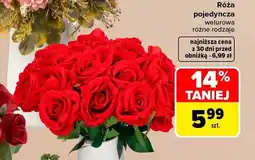 Carrefour Róża pojedyncza welurowa oferta