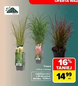 Carrefour Trawa Gasa Group oferta