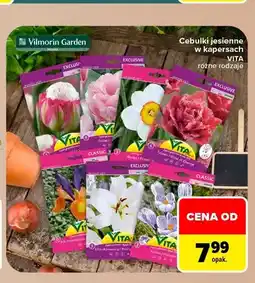 Carrefour Cebulki jesienne w kapersach Vita oferta