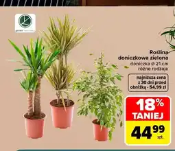 Carrefour Roślina doniczkowa zielona Green Solutions oferta