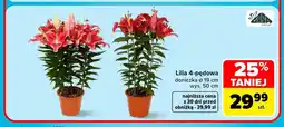 Carrefour Lilia 4-pędowa Zasa Group oferta