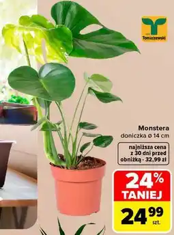 Carrefour Monstera doniczka ø 14 cm oferta