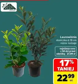 Carrefour Laurowiśnia doniczka Ø 19 cm różne rodzaje GASA GROUP oferta