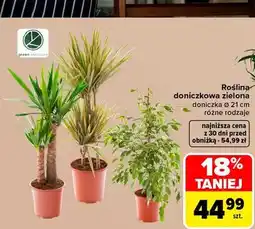 Carrefour Roślina doniczkowa zielona oferta