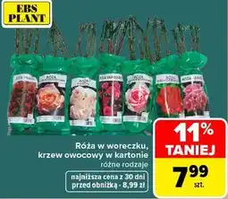Carrefour Róża w woreczku, krzew owocowy w kartonie różne rodzaje EBS PLANT oferta