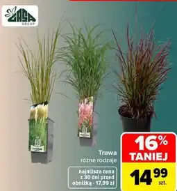 Carrefour Trawa różne rodzaje GASA GROUP oferta
