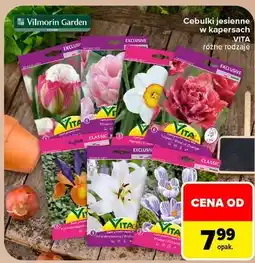 Carrefour Cebulki jesienne w kapersach VITA różne rodzaje Vilmorin Garden oferta