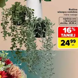 Carrefour Roślina wisząca ozdobna oferta