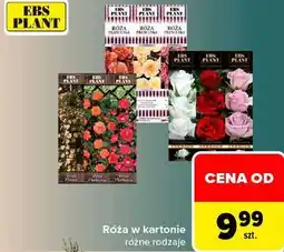 Carrefour Róża w kartonie różne rodzaje EBS PLANT oferta