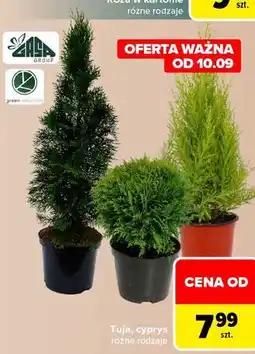 Carrefour Tuja, cyprys różne rodzaje oferta