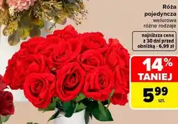 Carrefour Róża pojedyncza welurowa oferta