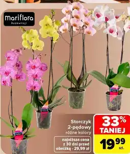 Carrefour Storczyk 2-pędowy Mariflora oferta
