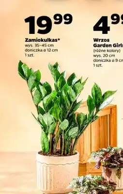 Netto Zamiokulkas oferta